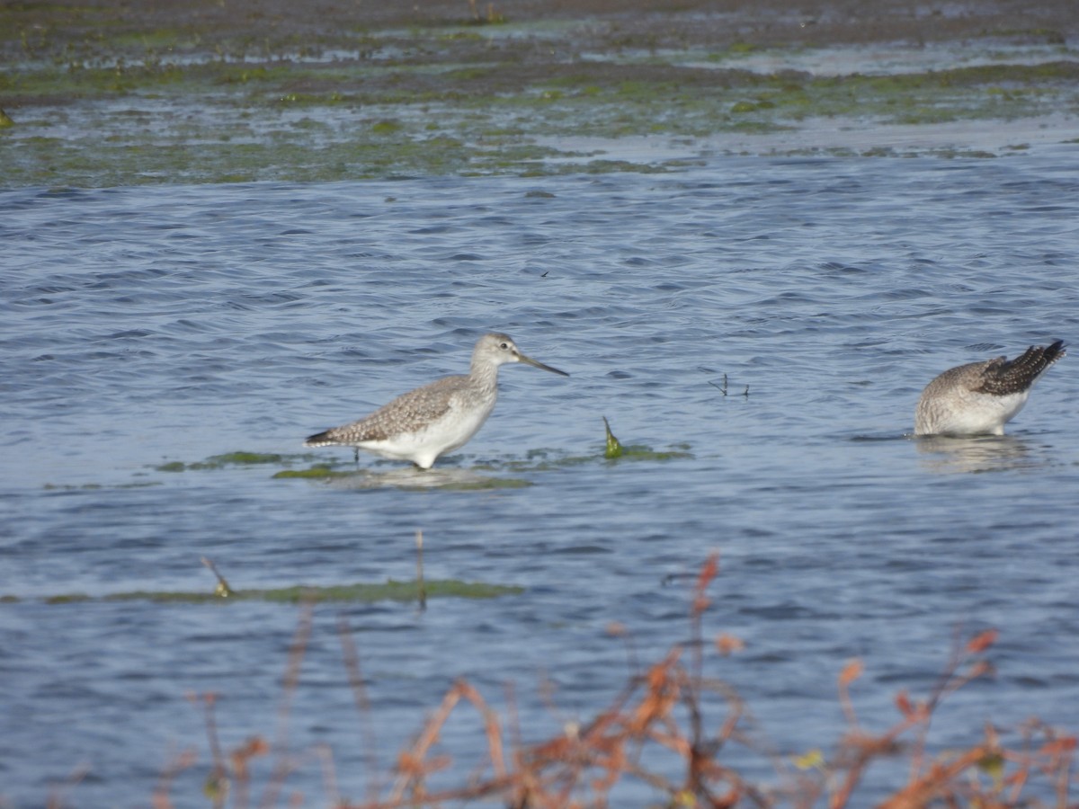 オオキアシシギ - ML644541232