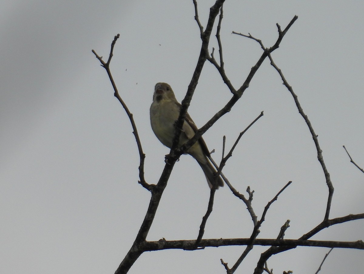 ムジヒメウソ - ML644541233