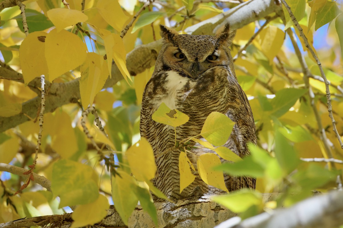 アメリカワシミミズク - ML644541240