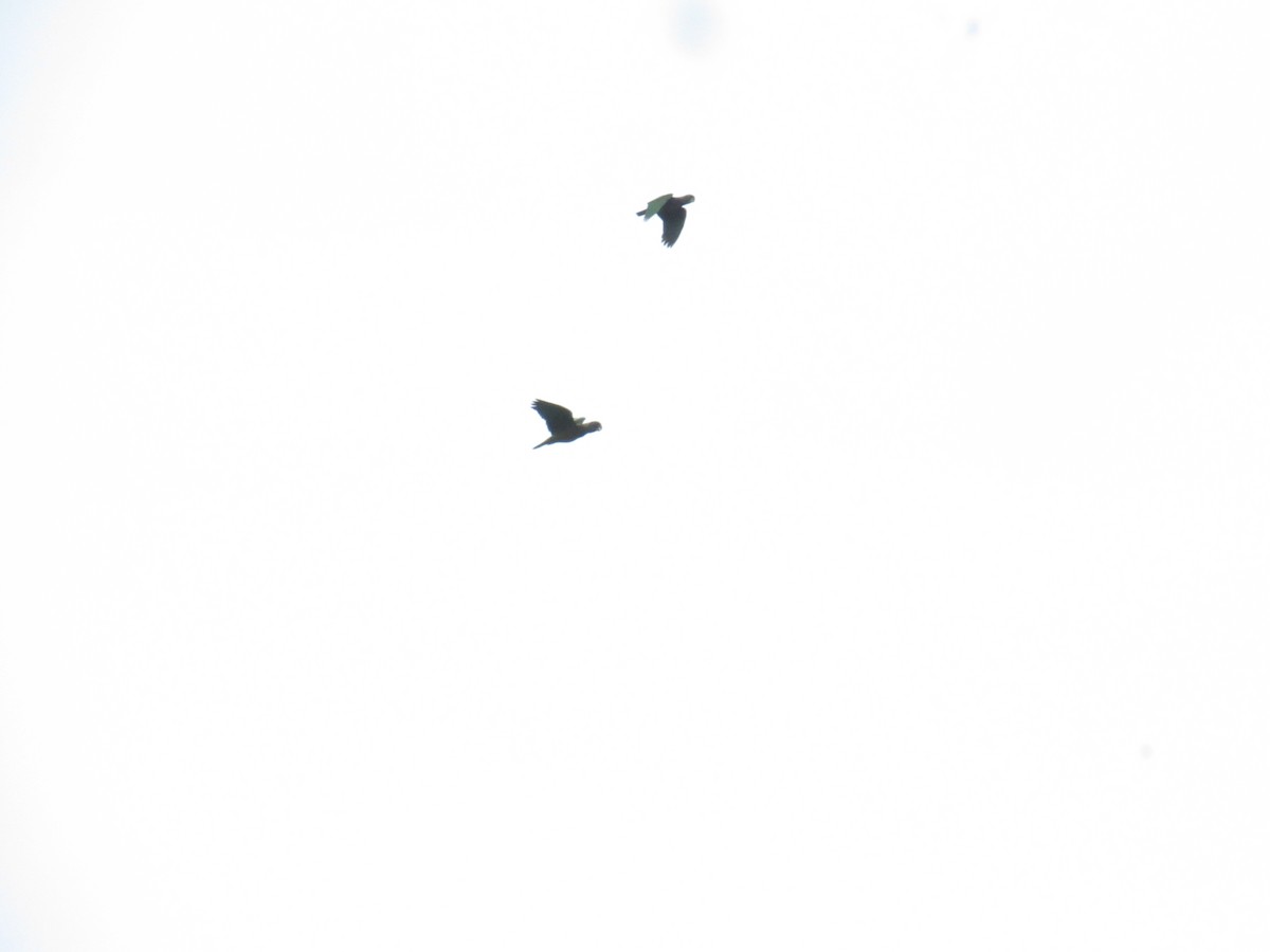 Scaly-headed Parrot - ML644541241