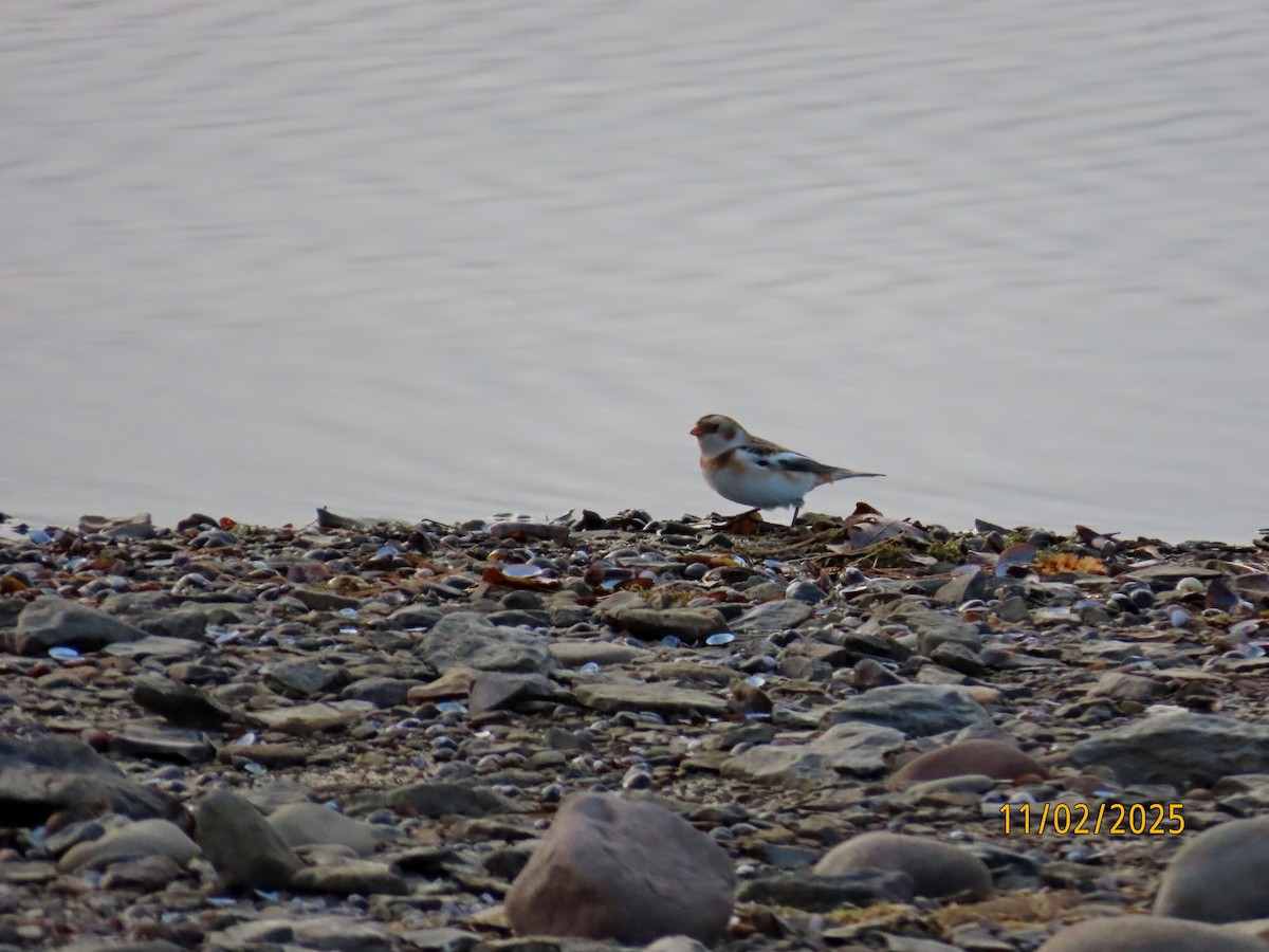 Plectrophane des neiges - ML644541243