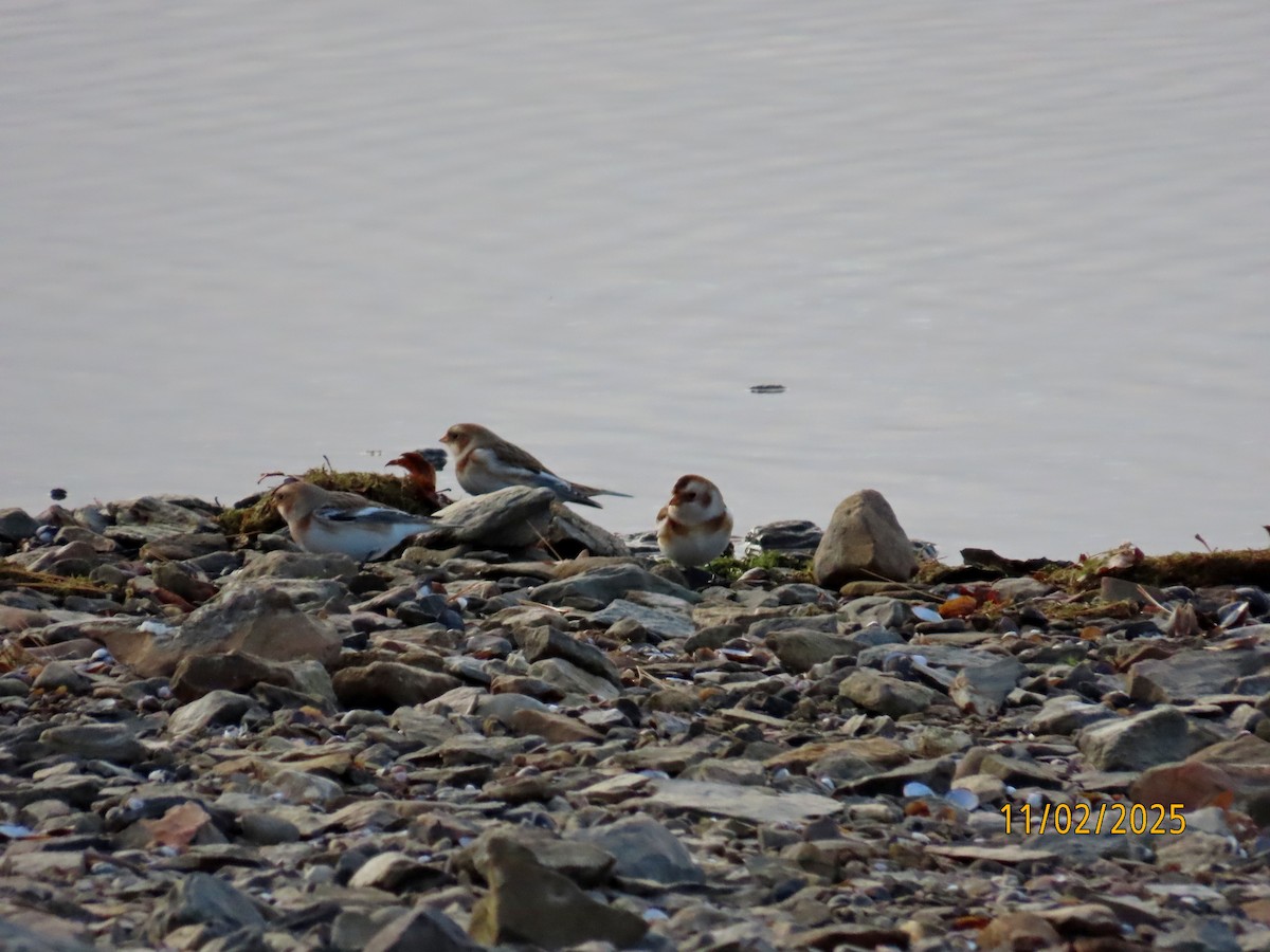 Plectrophane des neiges - ML644541244