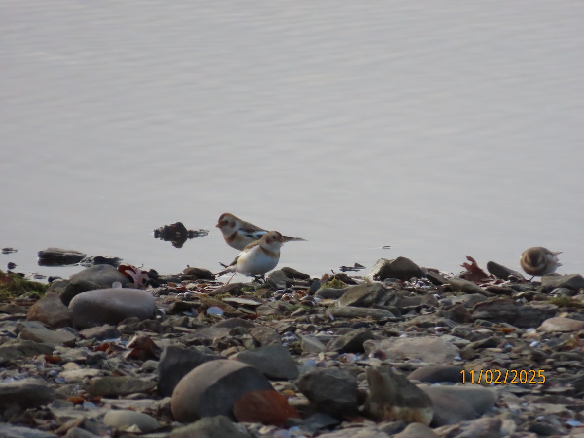 Plectrophane des neiges - ML644541245