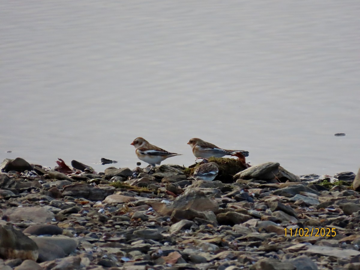 Plectrophane des neiges - ML644541246