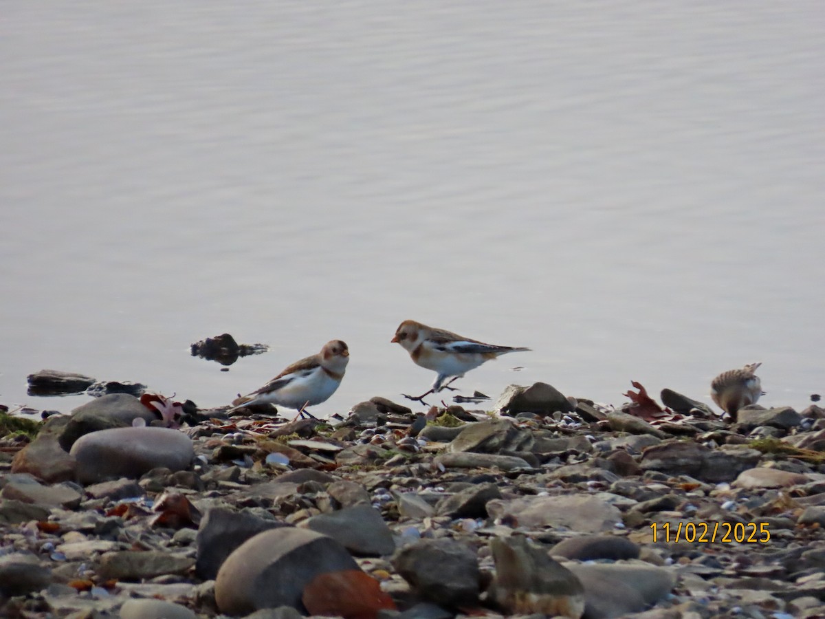 Plectrophane des neiges - ML644541247