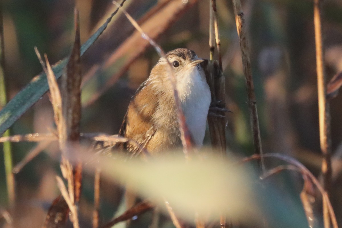 Marsh Wren (palustris Group) - ML644541255