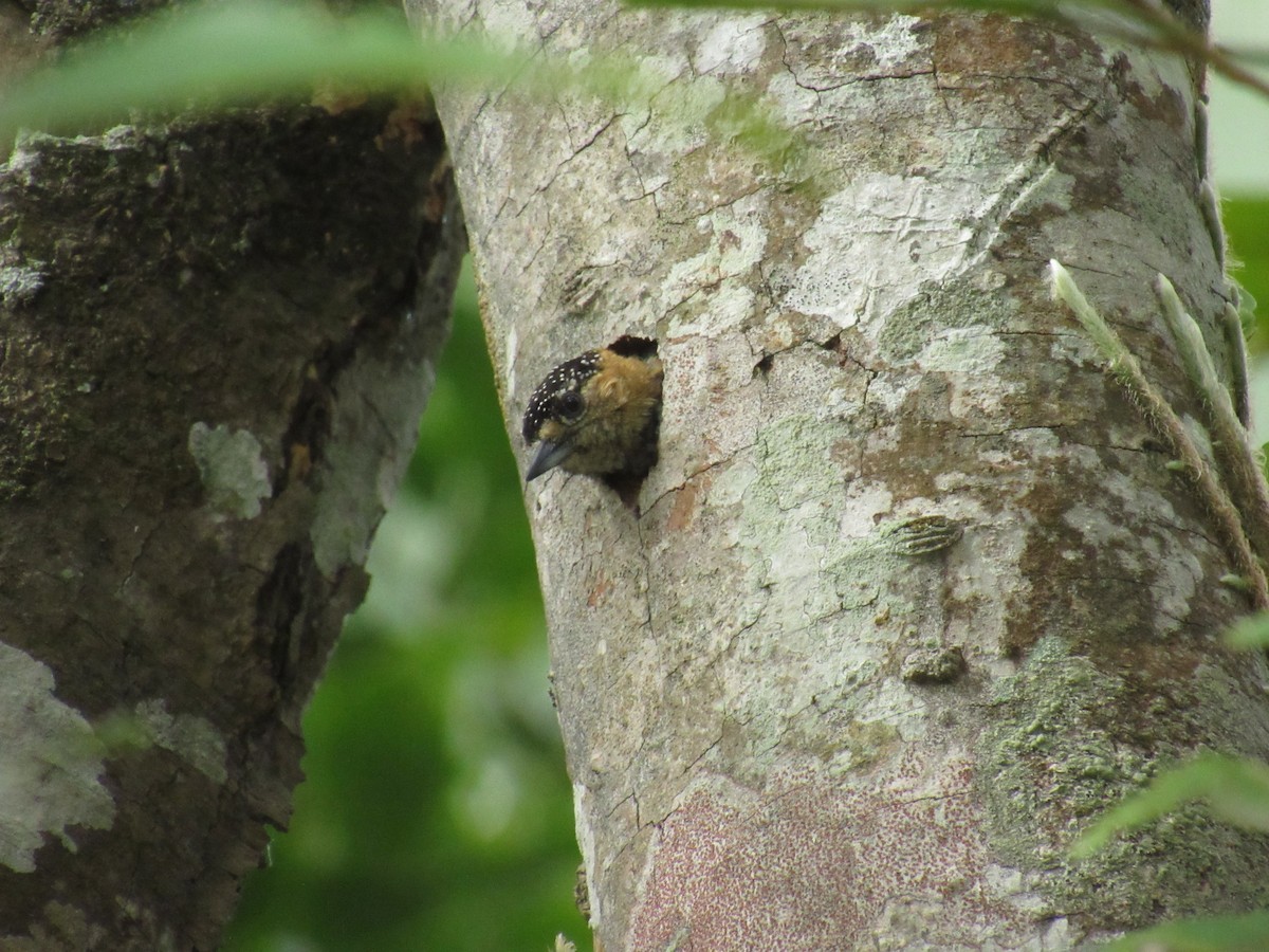 Ochre-collared Piculet - ML644541261