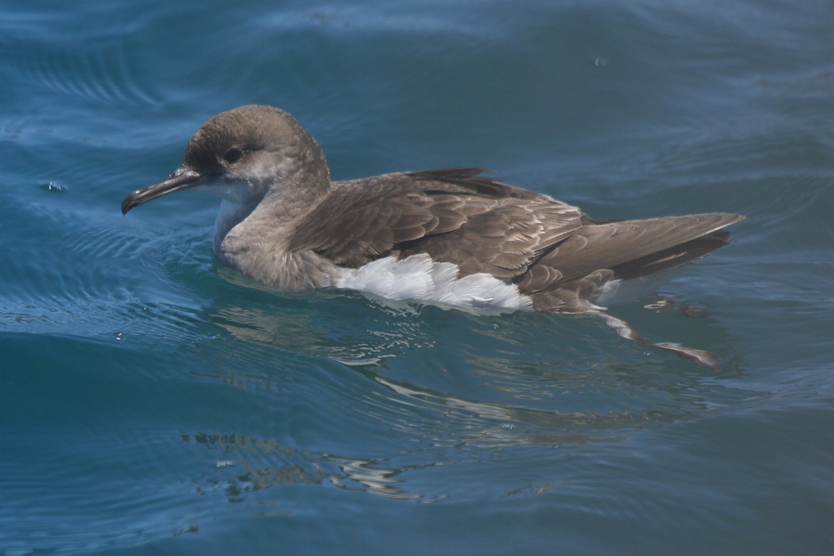 Gabai hegal-arina - ML644541265