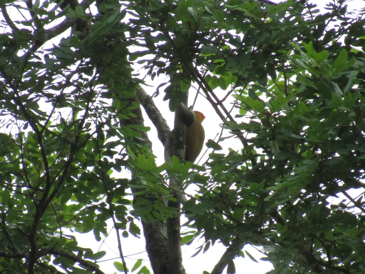Yellow-throated Woodpecker - ML644541267