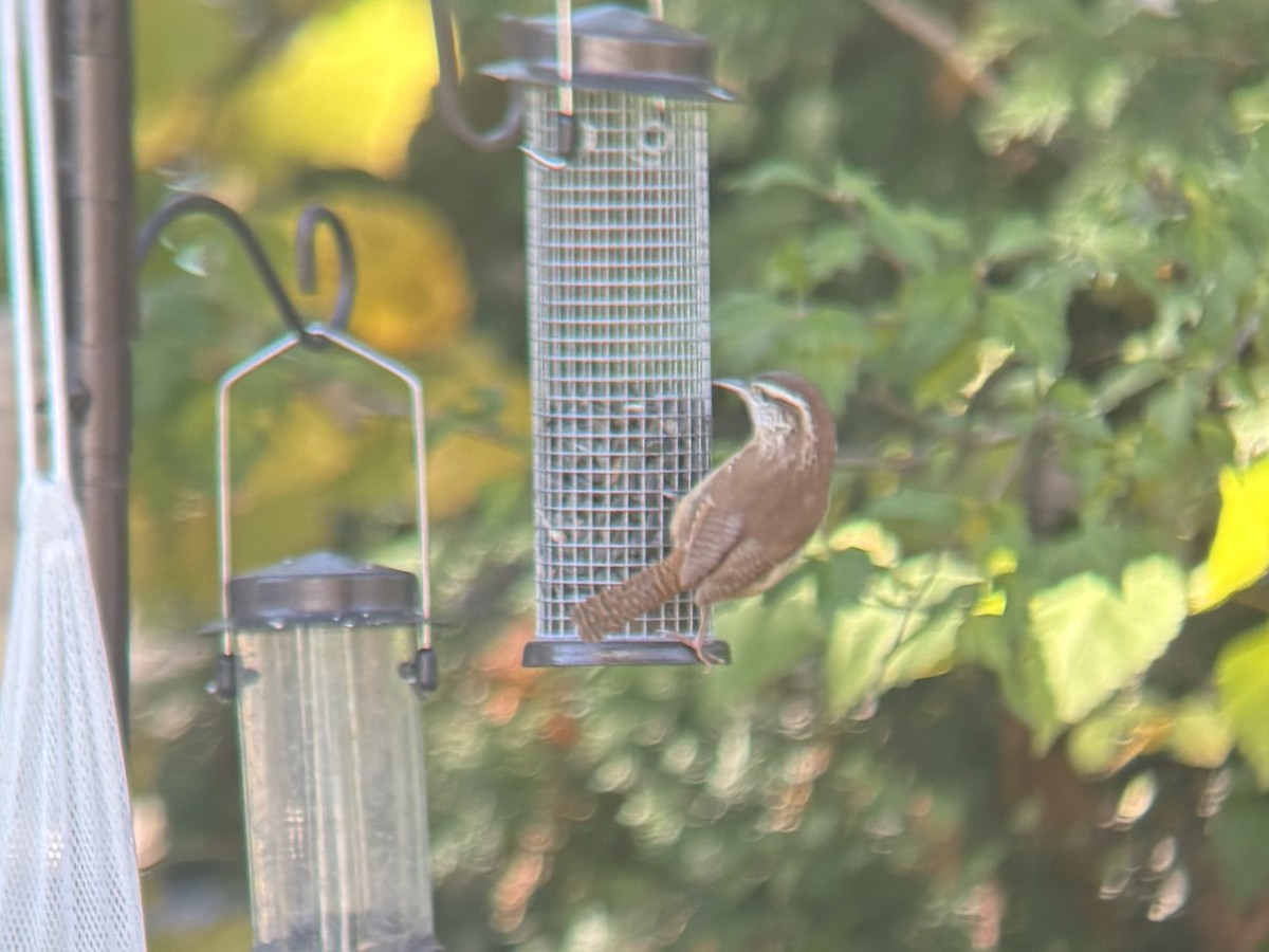 Carolina Wren - ML644541270