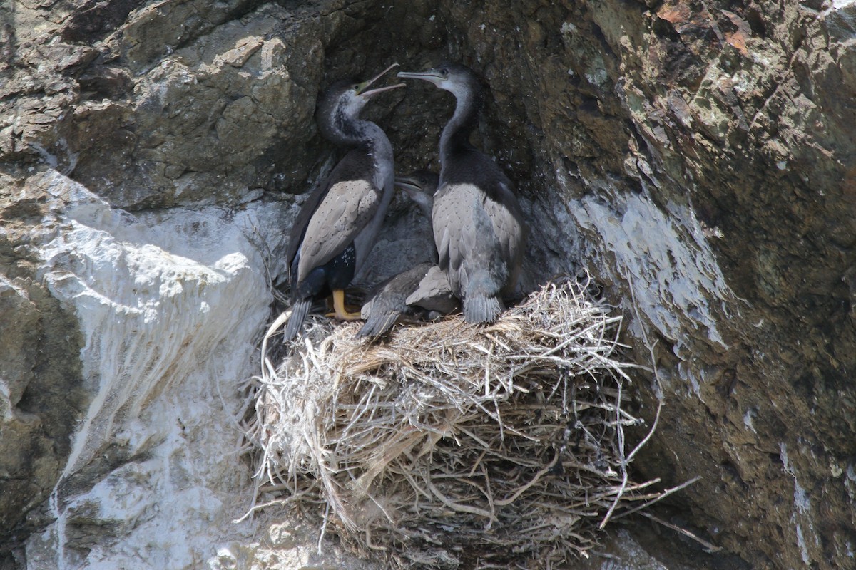 Spotted Shag - ML644541272