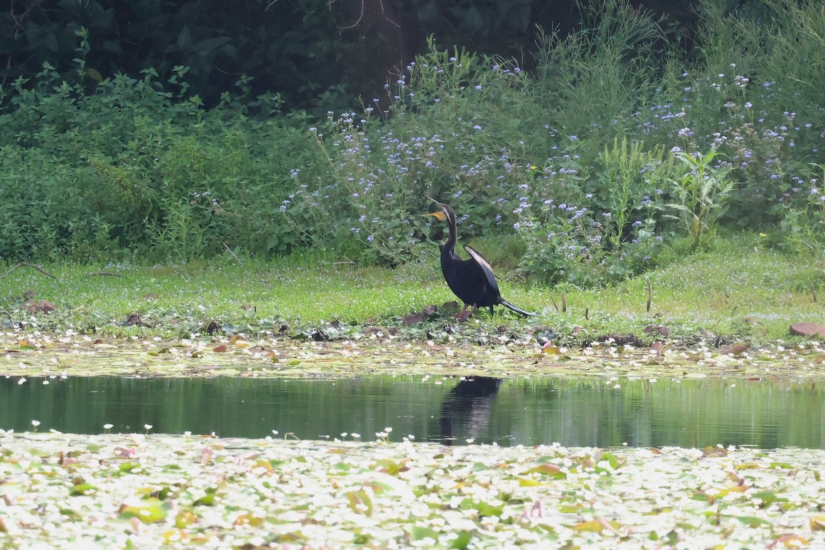 オーストラリアヘビウ - ML644541274