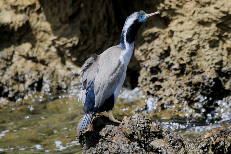 Spotted Shag - ML644541276