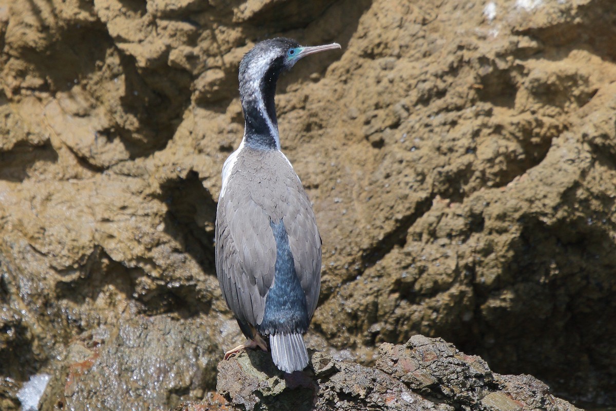 Spotted Shag - ML644541277