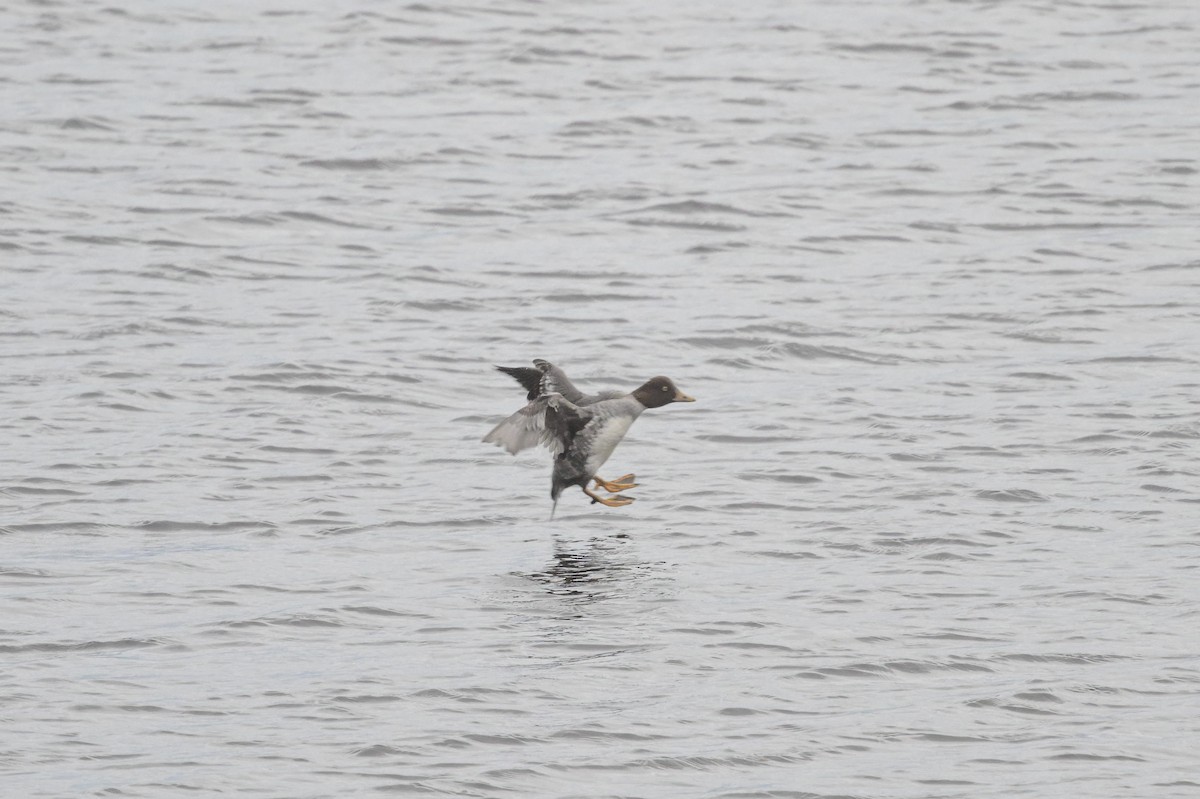 ホオジロガモ - ML644541278