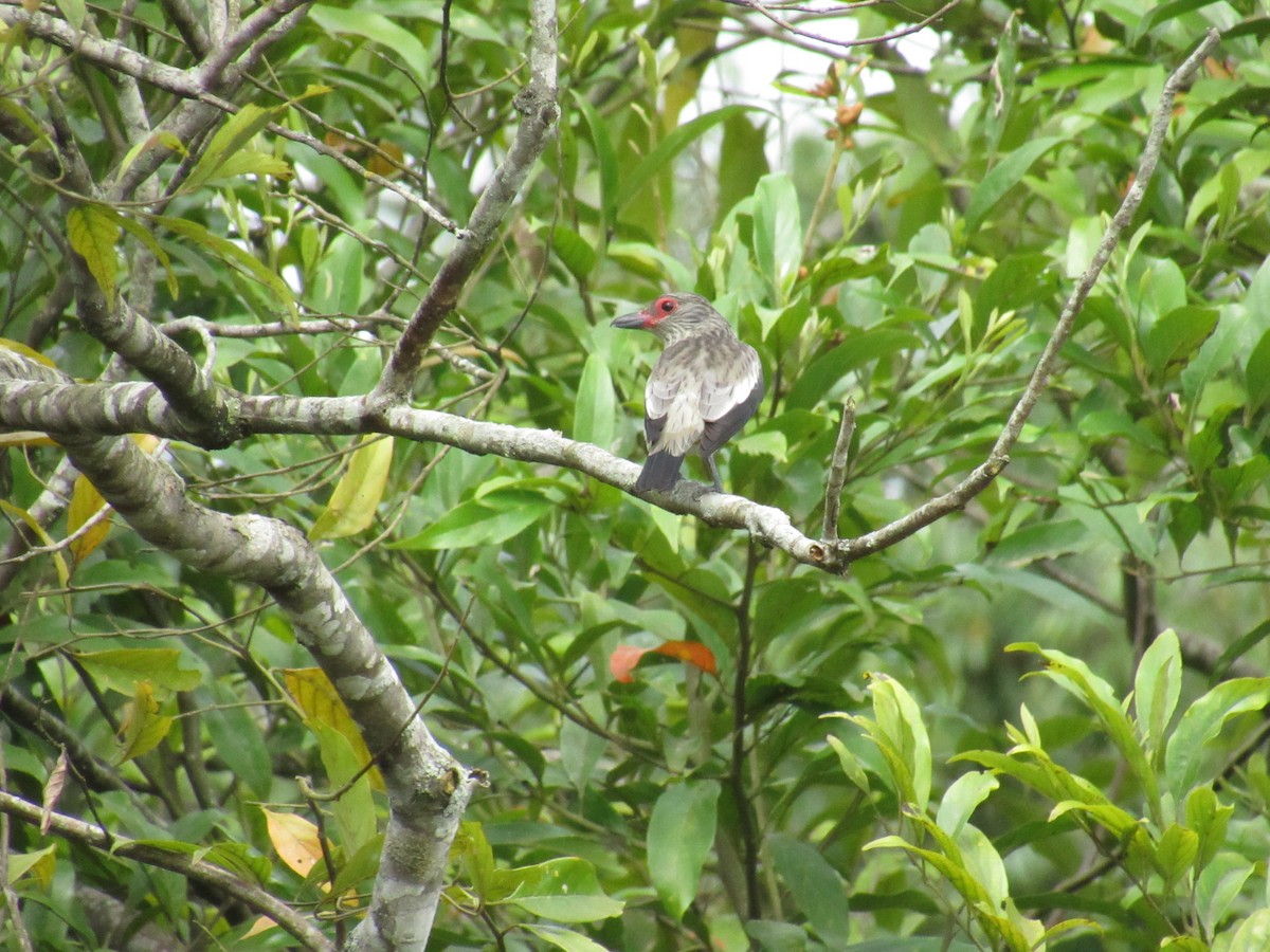 Black-tailed Tityra - ML644541280