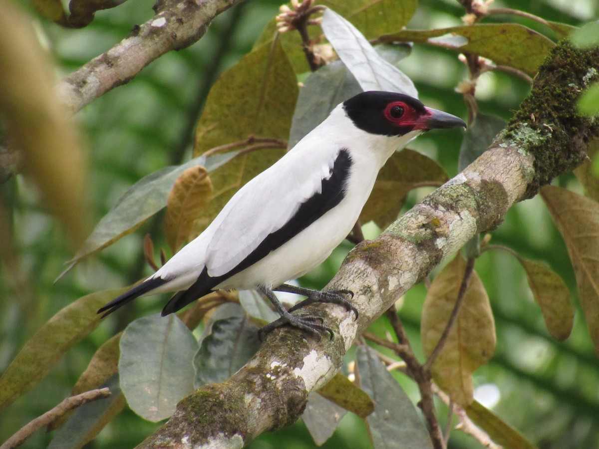 Black-tailed Tityra - ML644541281