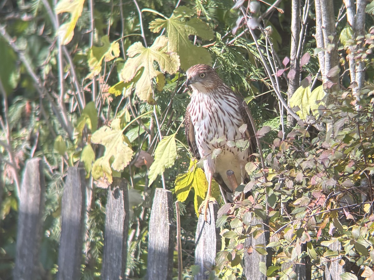 Cooper's Hawk - ML644541282