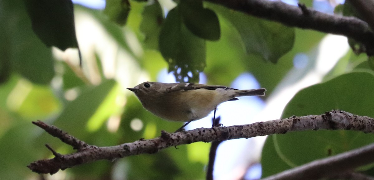 Ruby-crowned Kinglet - ML644541283