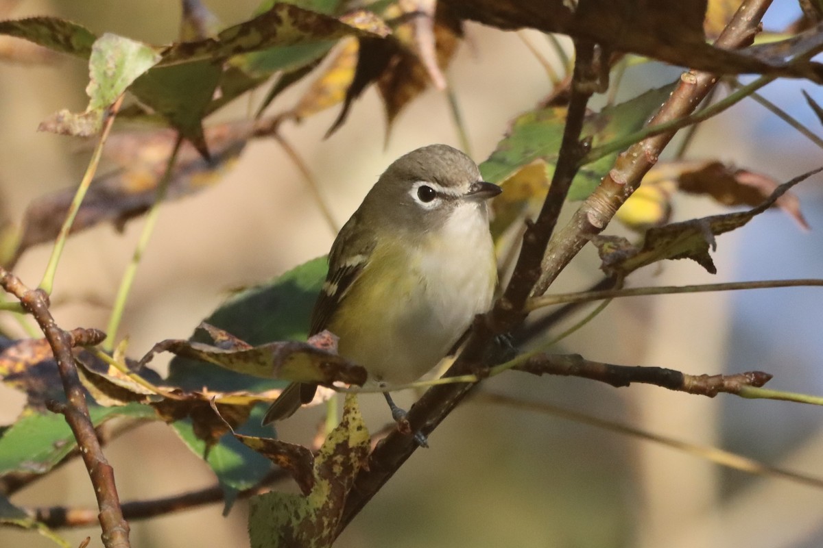 Blue-headed Vireo - ML644541286