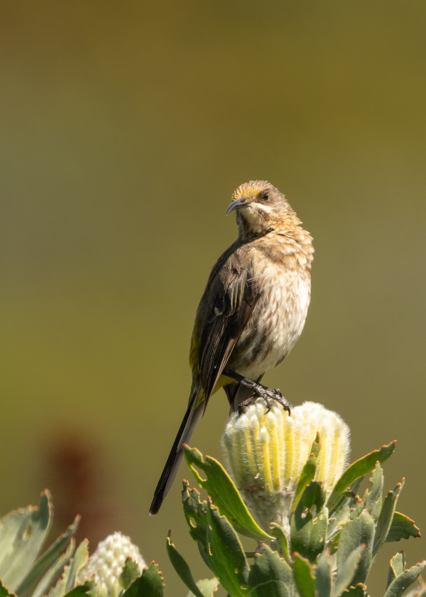 Cape Sugarbird - ML644541287