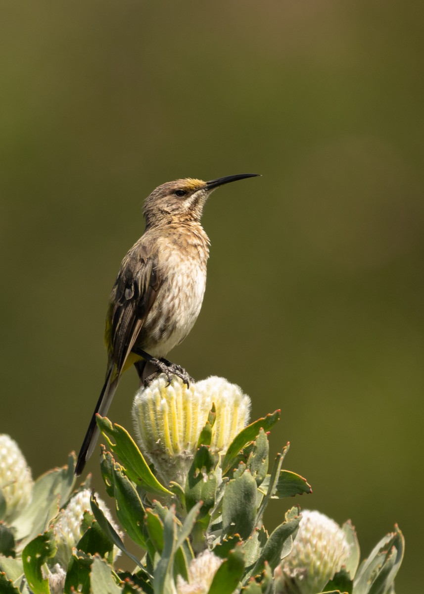 Cape Sugarbird - ML644541288