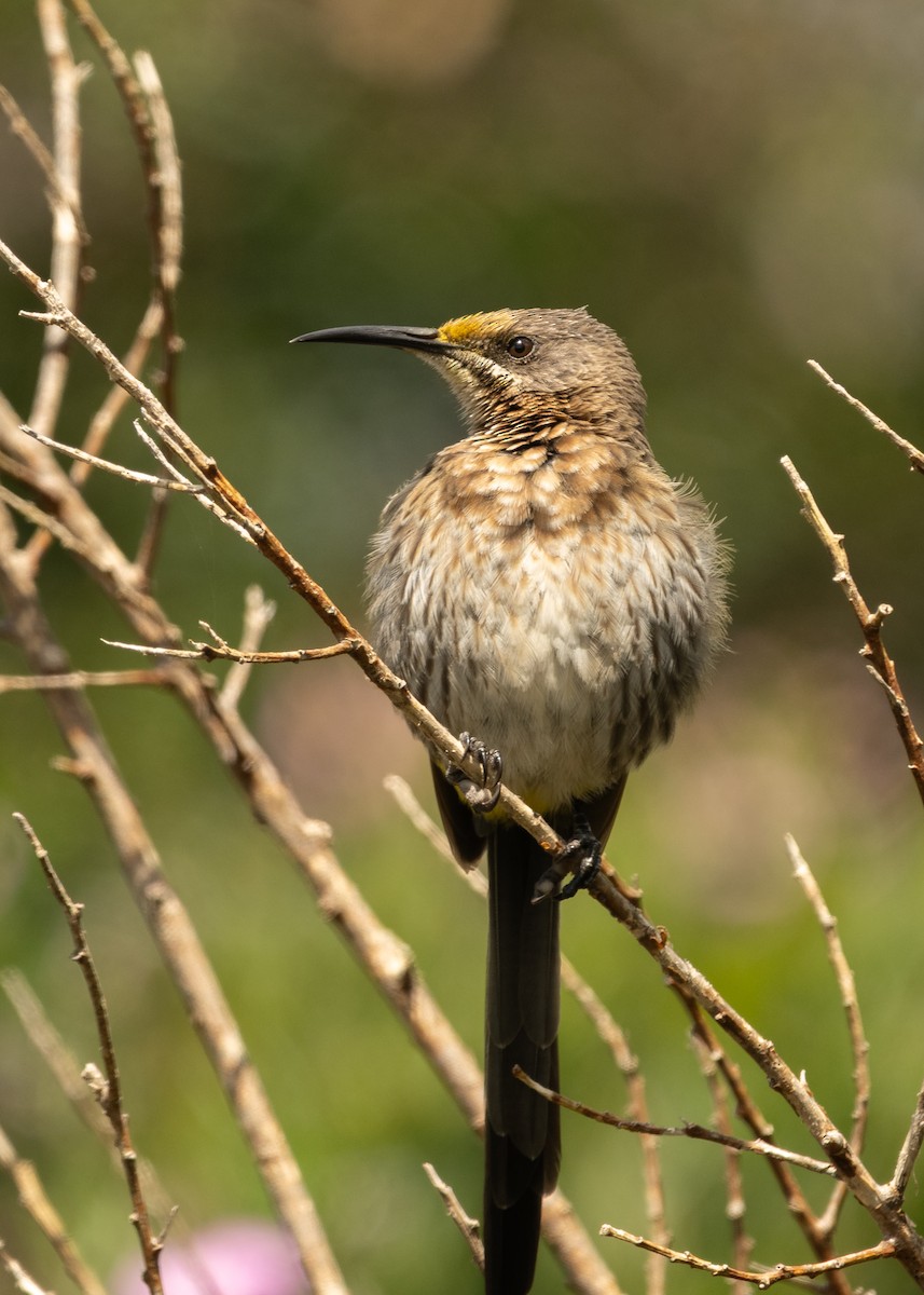 Cape Sugarbird - ML644541289