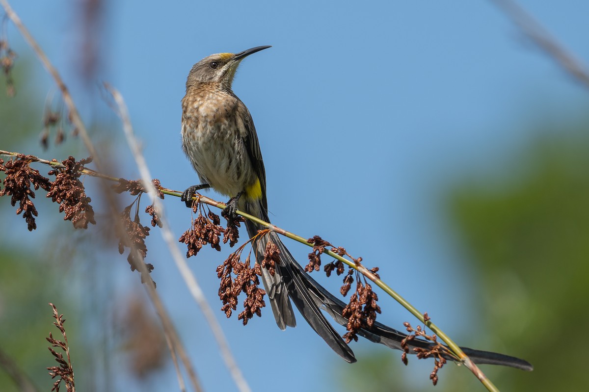 Cape Sugarbird - ML644541291