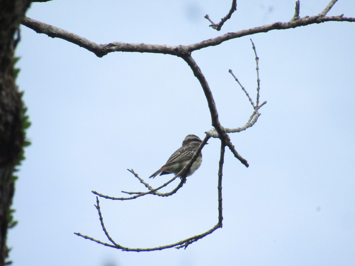 Tyran tacheté - ML644541299