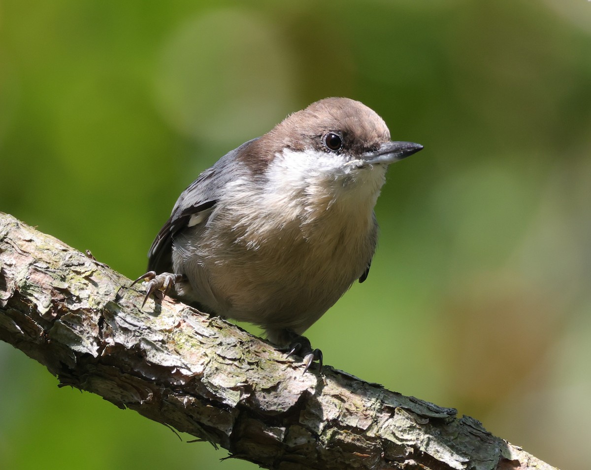 Brown-headed Nuthatch - ML644541300
