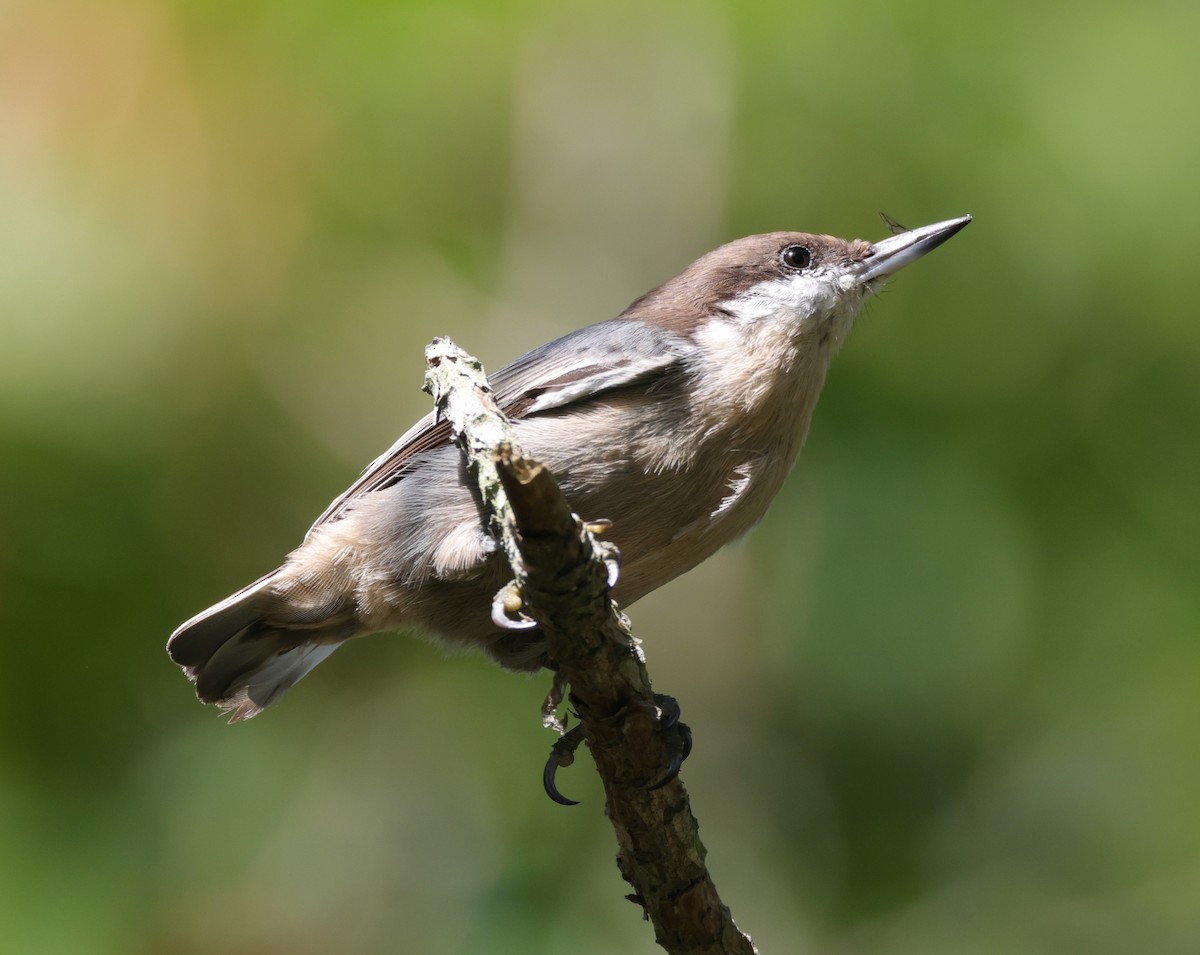 Brown-headed Nuthatch - ML644541301