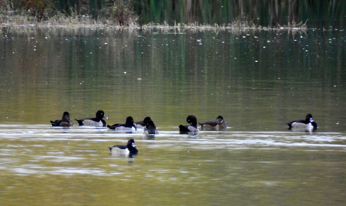 Porrón Acollarado - ML644541308