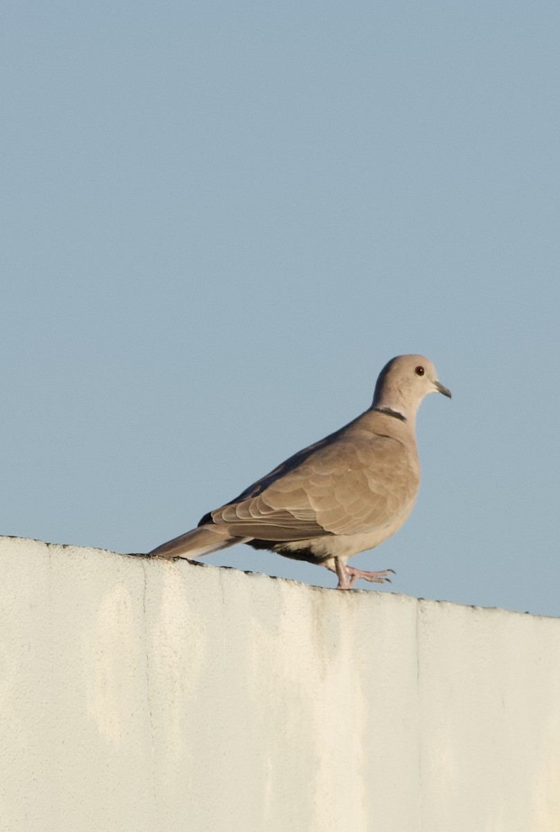 Eurasian Collared-Dove - ML644541312