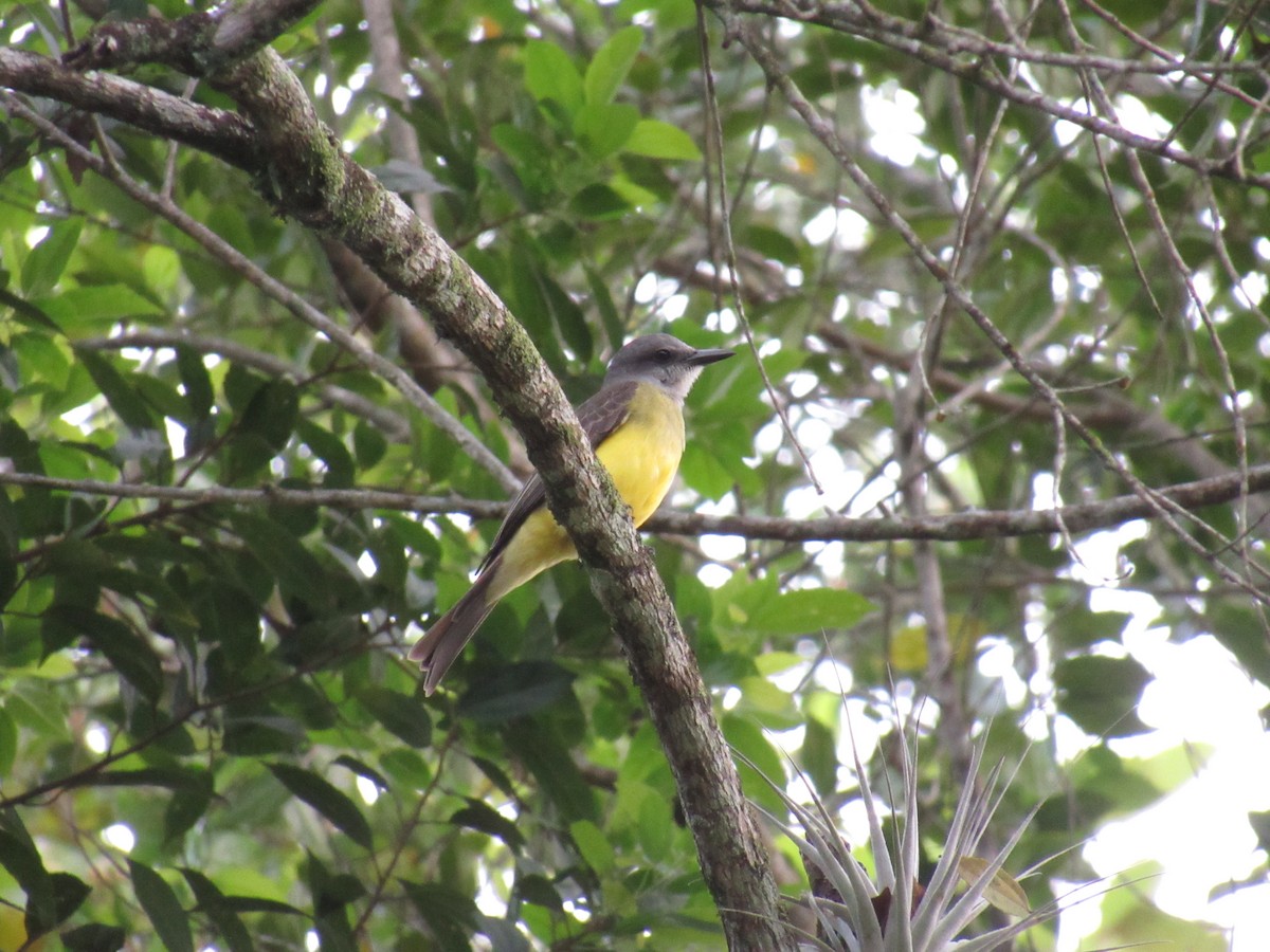 Tropical Kingbird - ML644541313