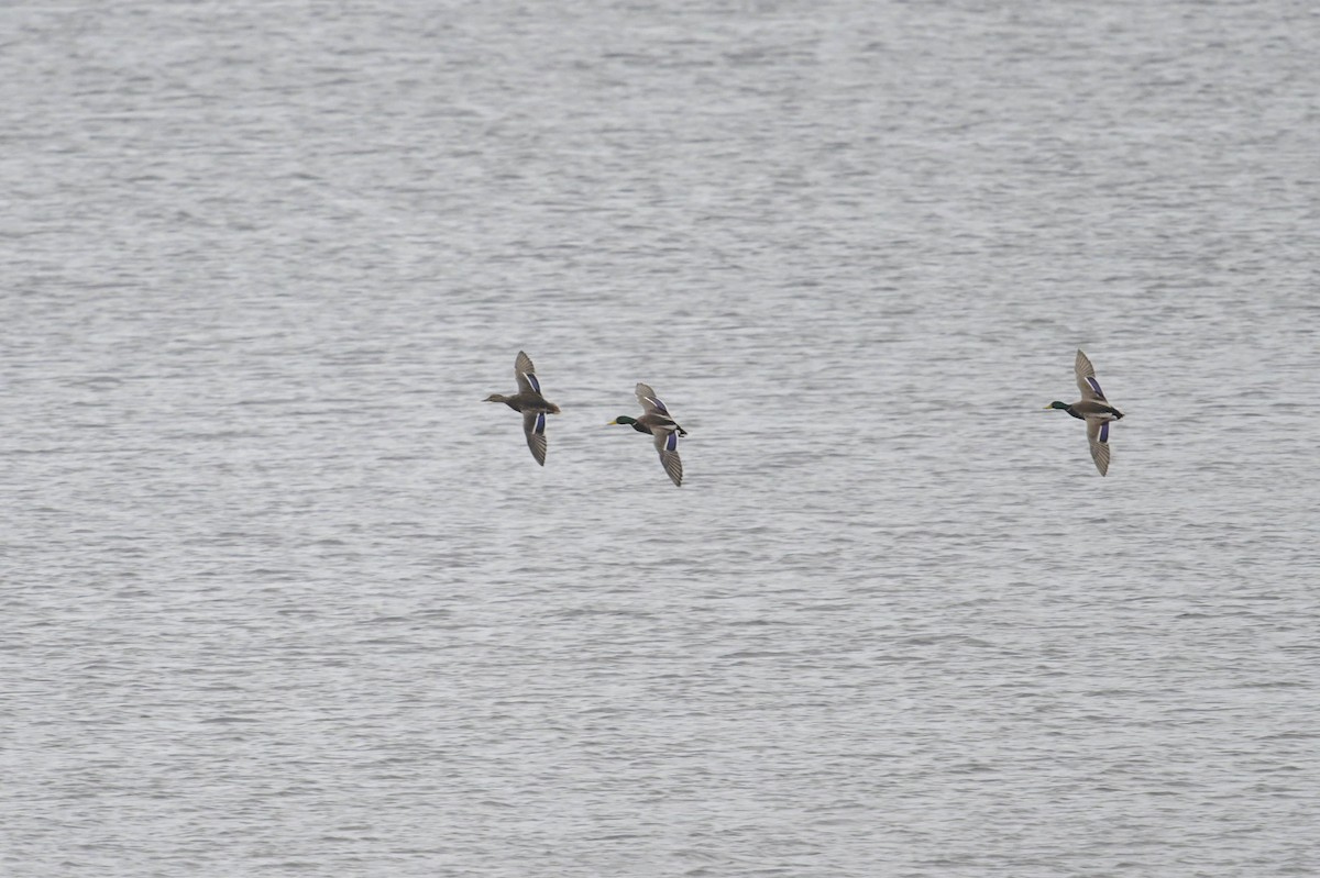 Ánade Azulón - ML644541315