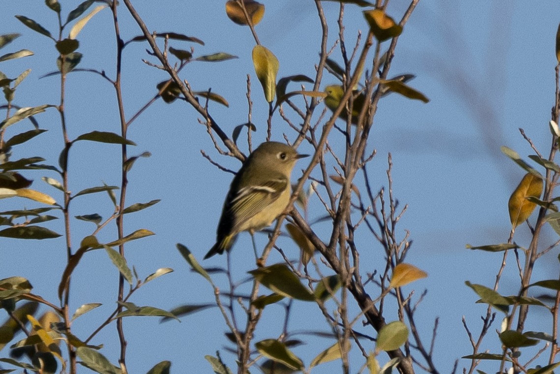 Ruby-crowned Kinglet - ML644541317