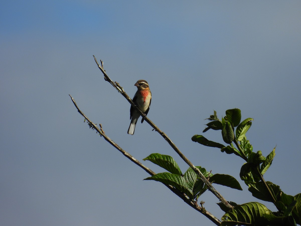 Rose-breasted Grosbeak - ML644541318