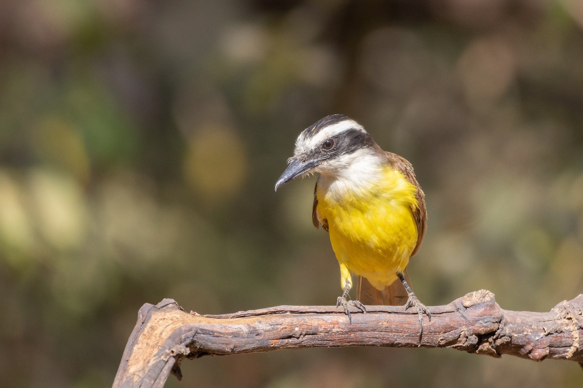 Bienteveo Común - ML644541319