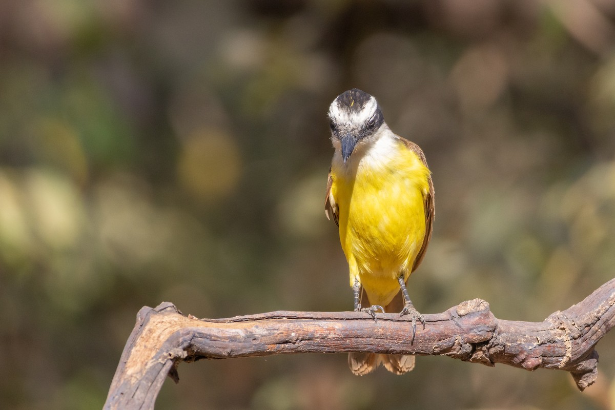 Bienteveo Común - ML644541320