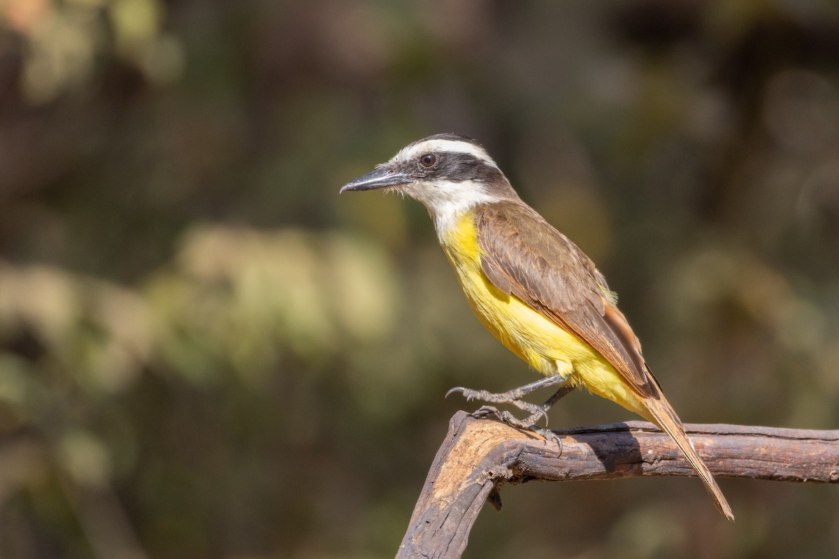 Bienteveo Común - ML644541321