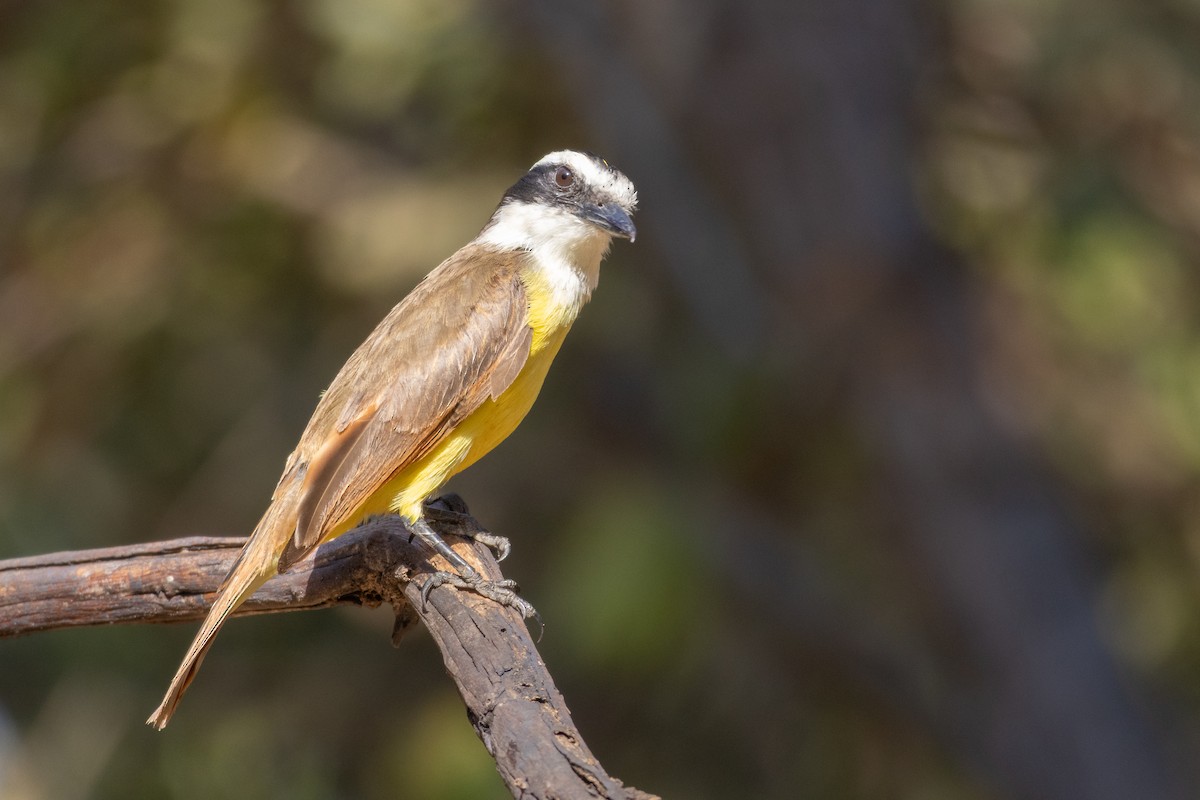 Bienteveo Común - ML644541322