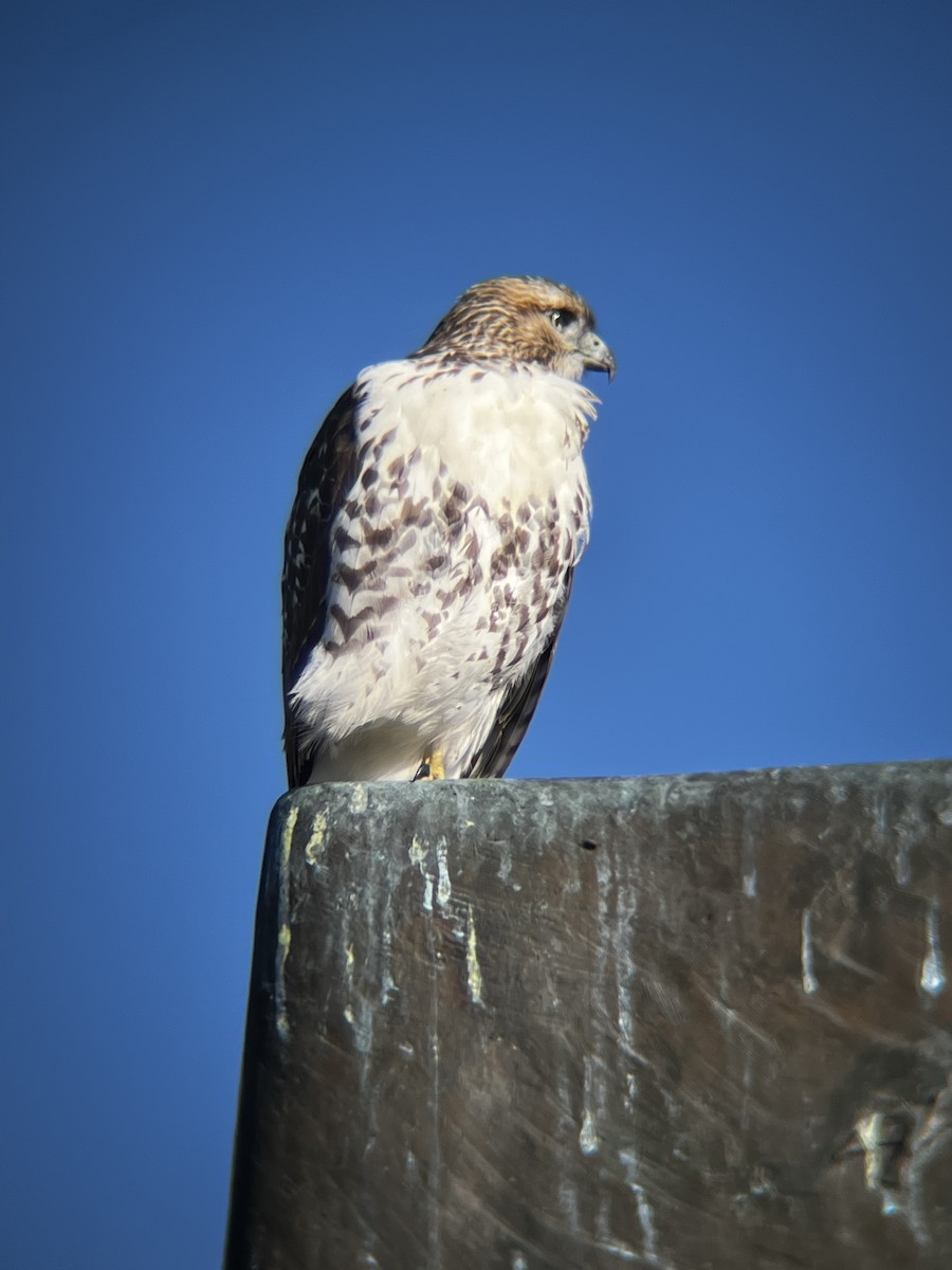 Red-tailed Hawk - ML644541323