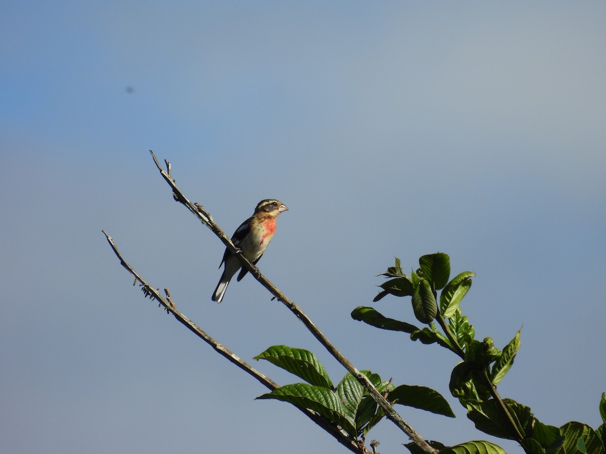 Rose-breasted Grosbeak - ML644541329