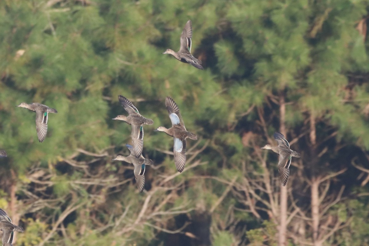 Blue-winged Teal - ML644541330