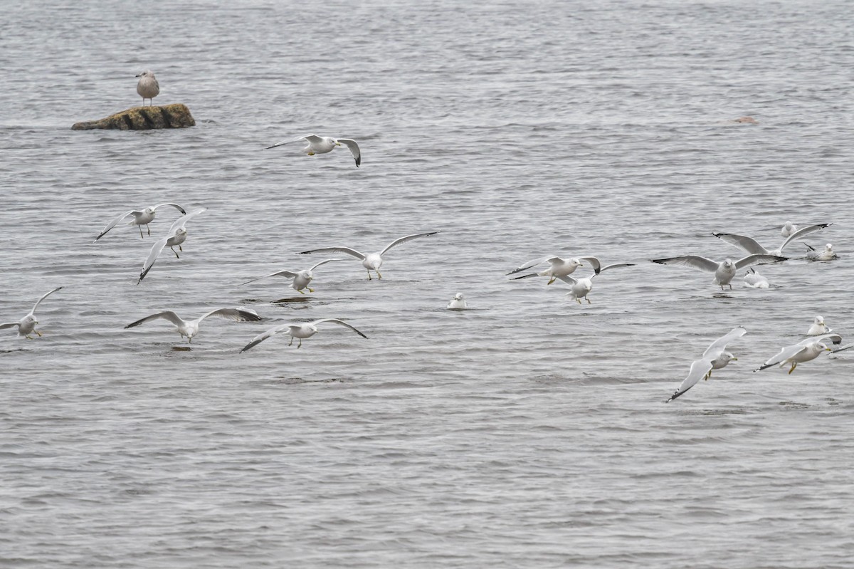 Gaviota de Delaware - ML644541333