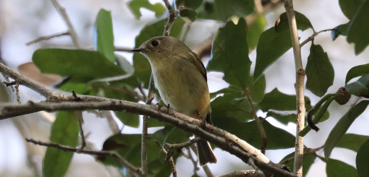 Ruby-crowned Kinglet - ML644541334
