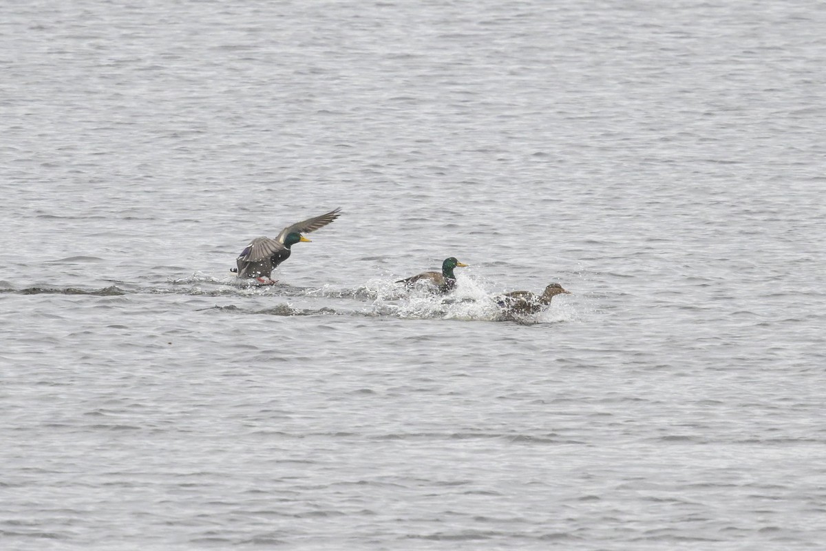 Ánade Azulón - ML644541347