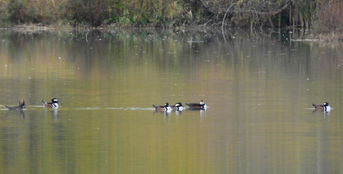 Serreta Capuchona - ML644541351