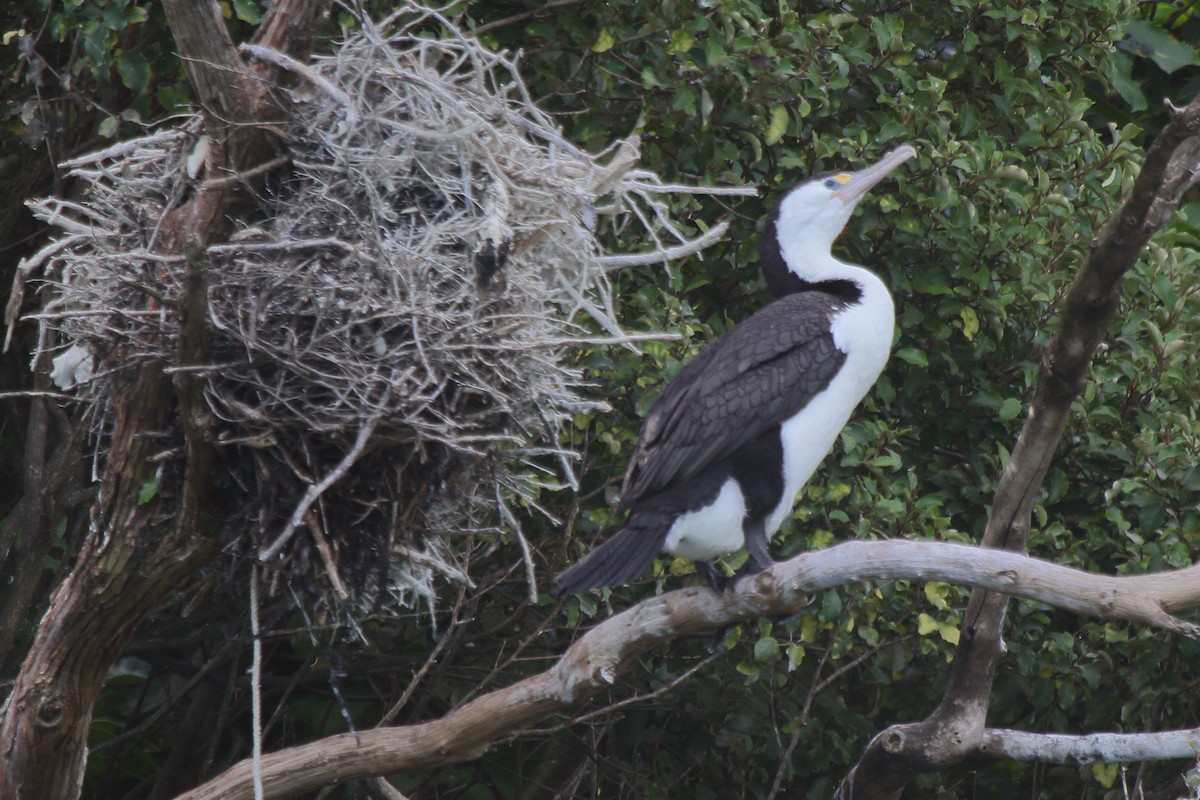 Pied Cormorant - ML644541355
