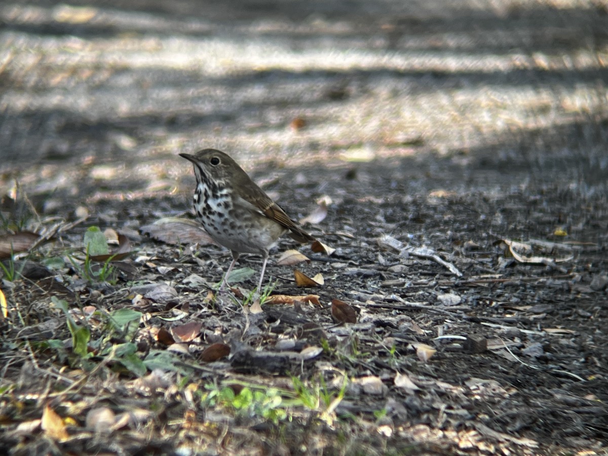 Hermit Thrush - ML644541356